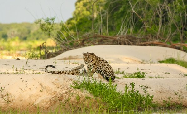 Comment organiser une visite des réserves naturelles de Pantanal, Brésil?