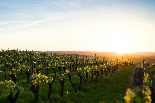 Quels sont les meilleurs itinéraires pour une balade en montgolfière au-dessus des vignobles de Napa Valley, USA ?