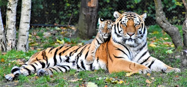 Comment organiser une expédition pour voir les tigres dans le parc national de Ranthambore, Inde : itinéraires et conseils ?